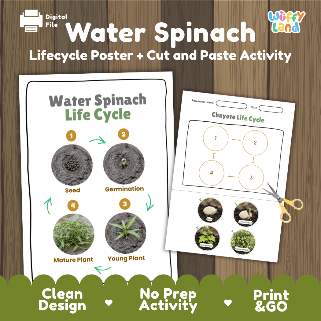 Water spinach plant life cycle educational printable pack cover showing visual reference poster and cut and paste sequencing worksheet with real photography
