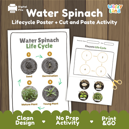 Water spinach plant life cycle educational printable pack cover showing visual reference poster and cut and paste sequencing worksheet with real photography