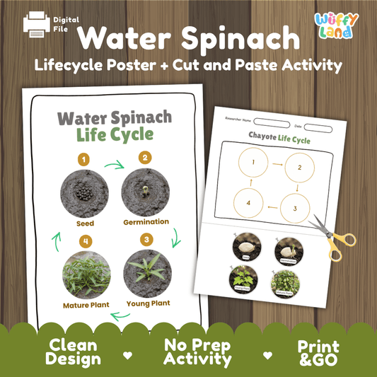Water spinach plant life cycle educational printable pack cover showing visual reference poster and cut and paste sequencing worksheet with real photography