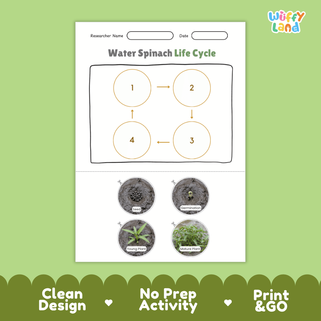 Educational reference poster showing four realistic photo stages of a water spinach life cycle including seed, germination, young plant, and mature plant