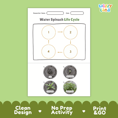 Educational reference poster showing four realistic photo stages of a water spinach life cycle including seed, germination, young plant, and mature plant