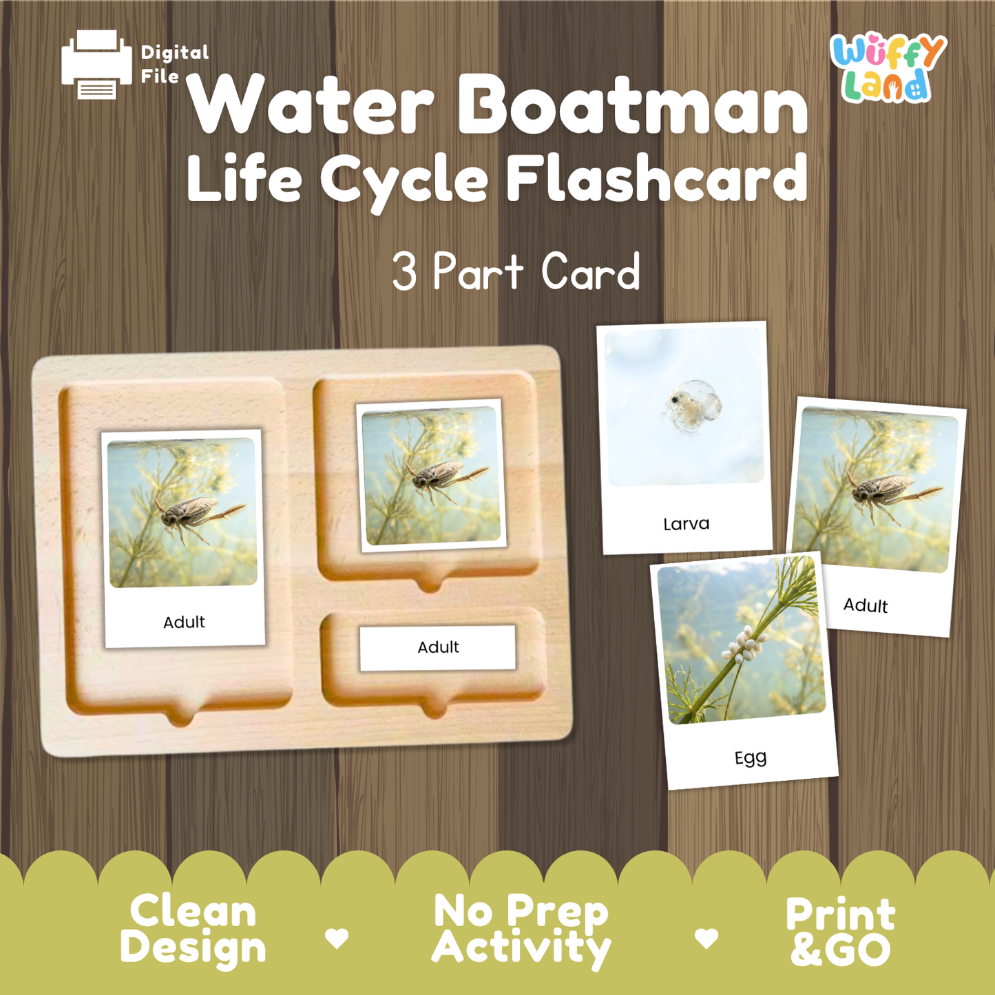 Water Boatman Life Cycle Flashcard set by Wiffy Land, featuring a wooden boat-shaped tray with three compartments and four labeled cards showing larva, egg, and adult stages on a wood-grain background.