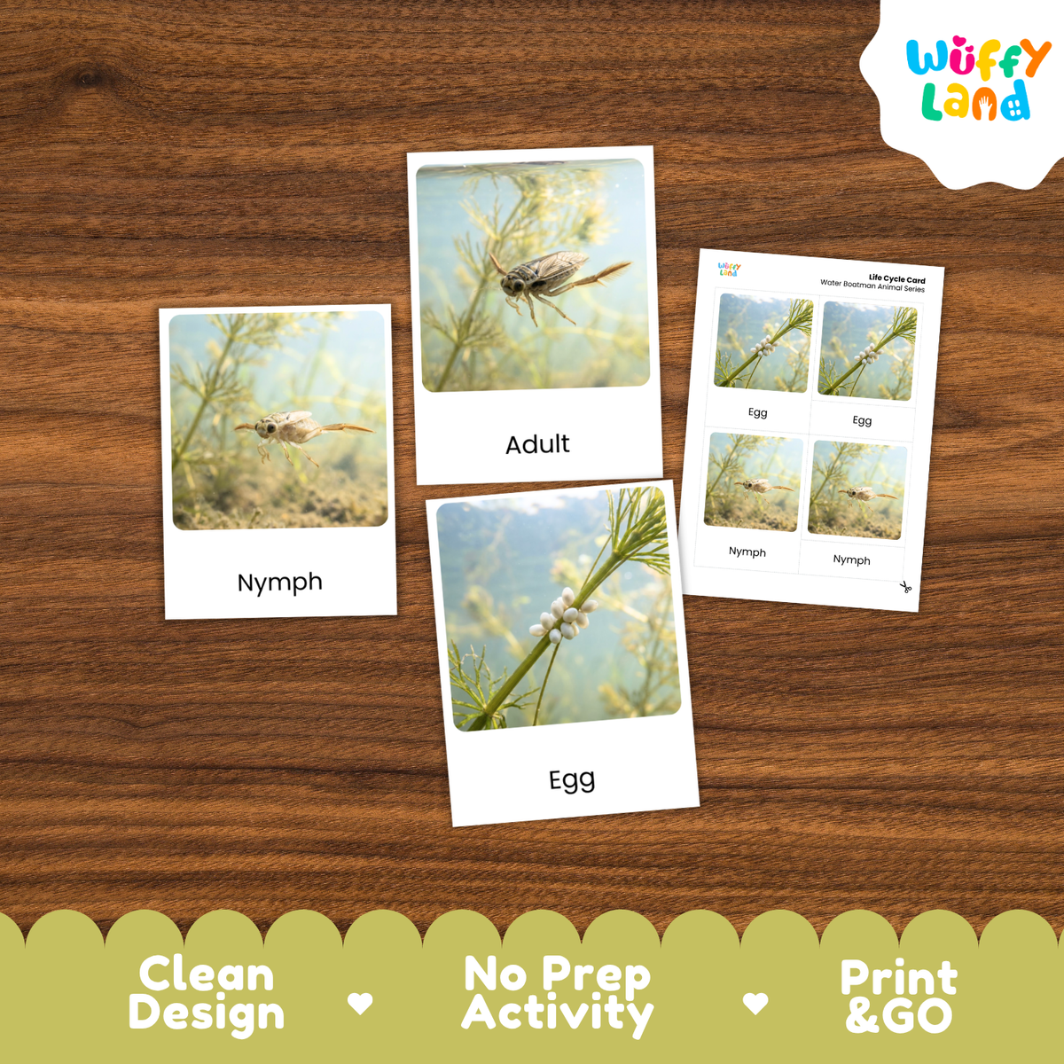 Three printed activity cards about dragonflies laid on a brown wood surface, with a white cloud logo reading “Wuffi Land” in the top right and a green banner at the bottom with the text “Clean Design,” “No Prep Activity,” and “Print & GO.” The cards show labeled stages “Nymph,” “Adult,” and “Egg,” each with a small photo of a dragonfly or egg.