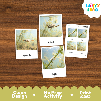 Three printed activity cards about dragonflies laid on a brown wood surface, with a white cloud logo reading “Wuffi Land” in the top right and a green banner at the bottom with the text “Clean Design,” “No Prep Activity,” and “Print & GO.” The cards show labeled stages “Nymph,” “Adult,” and “Egg,” each with a small photo of a dragonfly or egg.