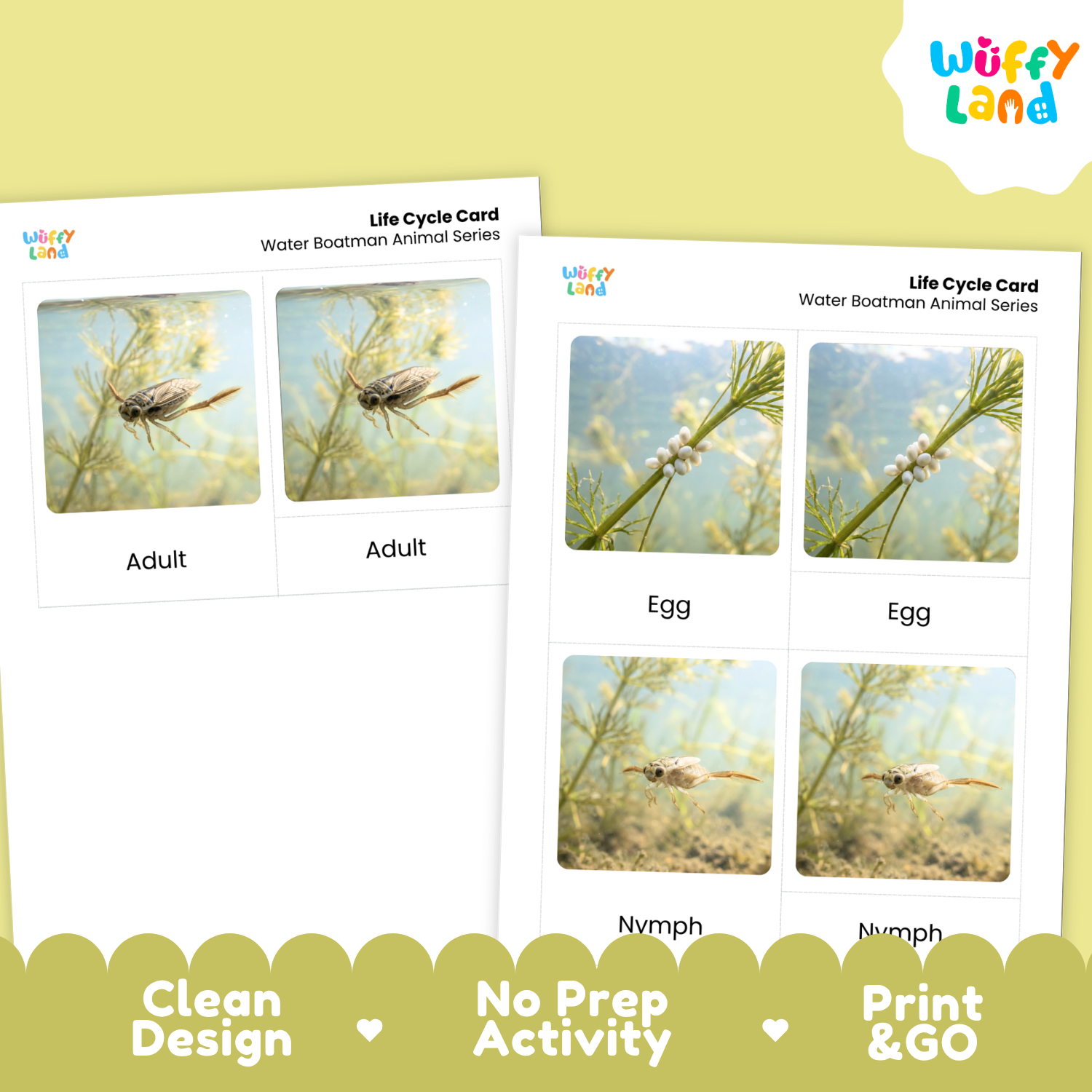 Two printed life cycle cards for a water bootman animal series shown on a pale yellow background. The cards feature labeled photos of adult, egg, and nymph stages.