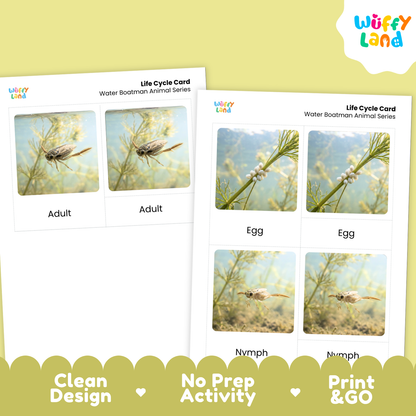 Two printed life cycle cards for a water bootman animal series shown on a pale yellow background. The cards feature labeled photos of adult, egg, and nymph stages.