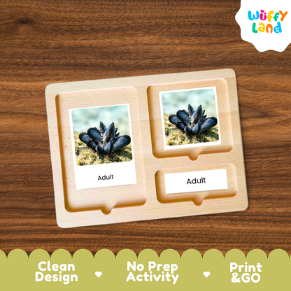 A wooden activity board with two photo slots displaying mussels labeled 'Adult', shown on a brown wood-grain background with a 'Wuffy Land' logo in the top right and feature badges along the bottom.