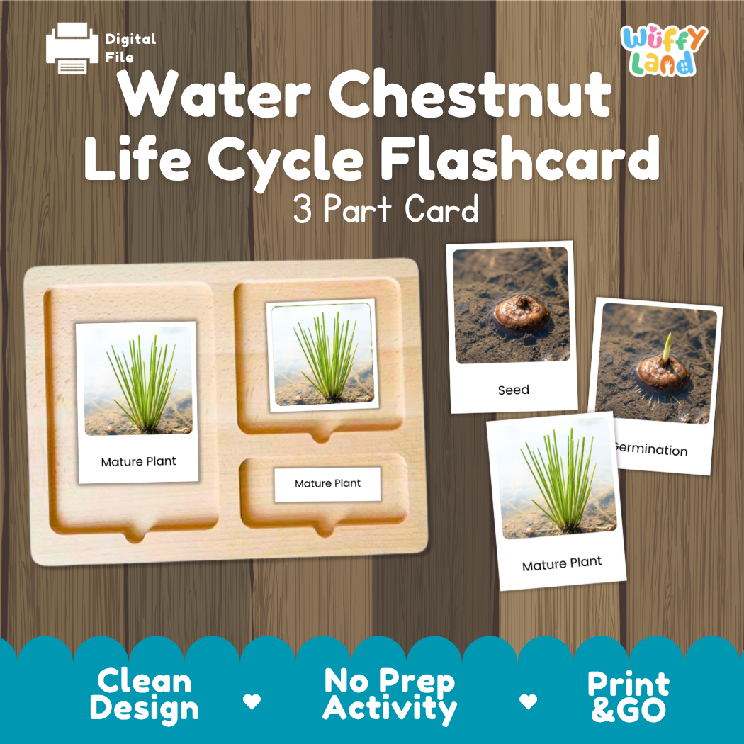 Water Chestnut Life Cycle Flashcards 3 Part Cards Montessori Science Printable
