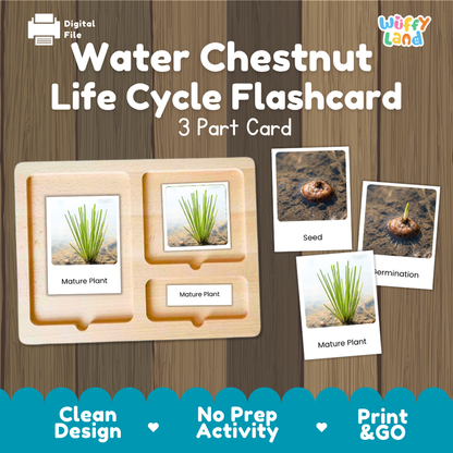Water Chestnut Life Cycle Flashcards 3 Part Cards Montessori Science Printable
