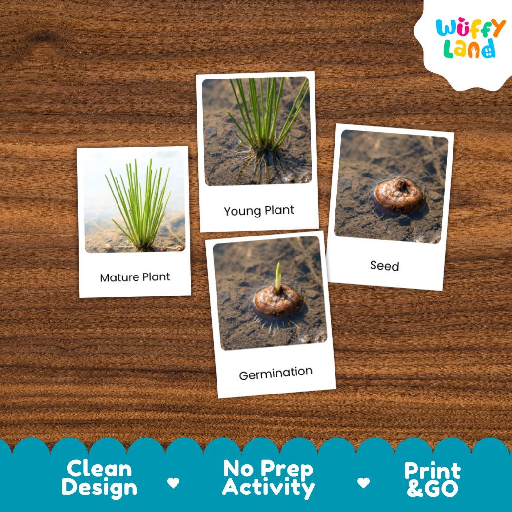 Water Chestnut Life Cycle Flashcards 3 Part Cards Montessori Science Printable