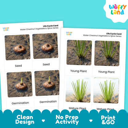 Two printed life cycle cards for water chestnut vegetable and spice series shown on a bright cyan background. The cards show labeled photos of seed, germination, young plant, and mature plant stages.