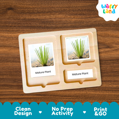 Water Chestnut Life Cycle Flashcards 3 Part Cards Montessori Science Printable