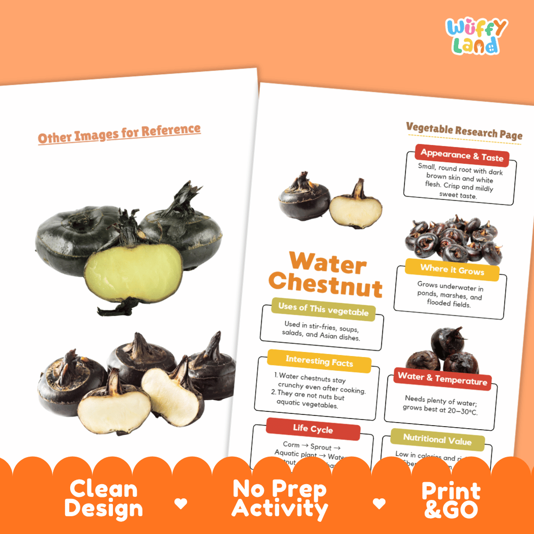 Water Chestnut Vegetable Research Worksheets and Informational Fact Sheets