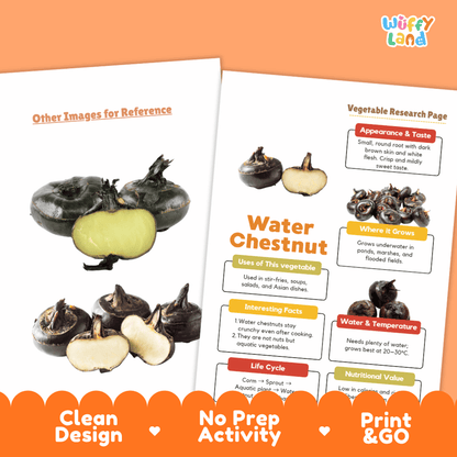 Water Chestnut Vegetable Research Worksheets and Informational Fact Sheets
