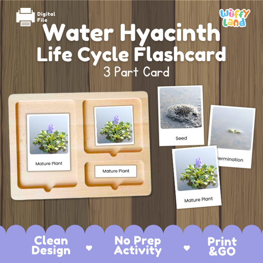 Water Hyacinth Life Cycle Flashcard 3 Part Card Science Printable Activity