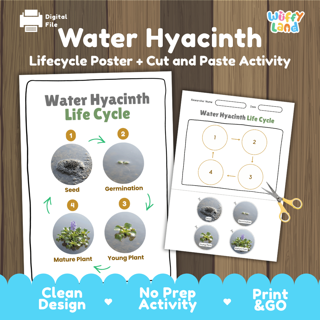 Water Hyacinth Life Cycle Poster and Cut and Paste Worksheet Activity