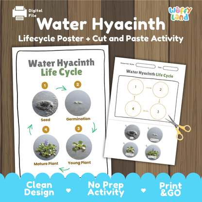 Water Hyacinth Life Cycle Poster and Cut and Paste Worksheet Activity