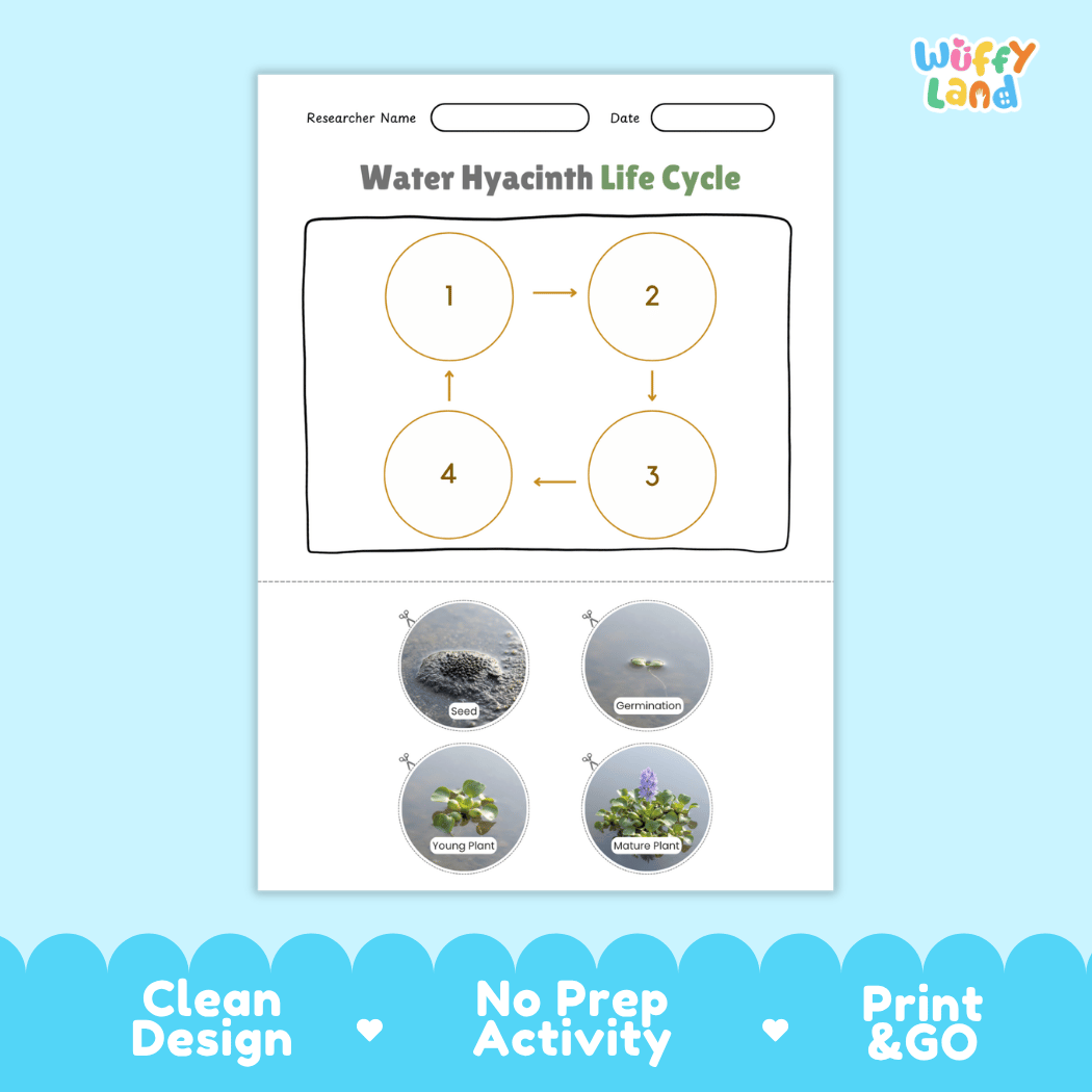 Water Hyacinth Life Cycle Poster and Cut and Paste Worksheet Activity