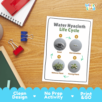 Water Hyacinth Life Cycle Poster and Cut and Paste Worksheet Activity