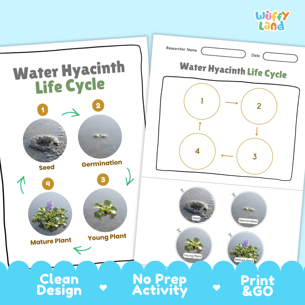 Water Hyacinth Life Cycle Poster and Cut and Paste Worksheet Activity