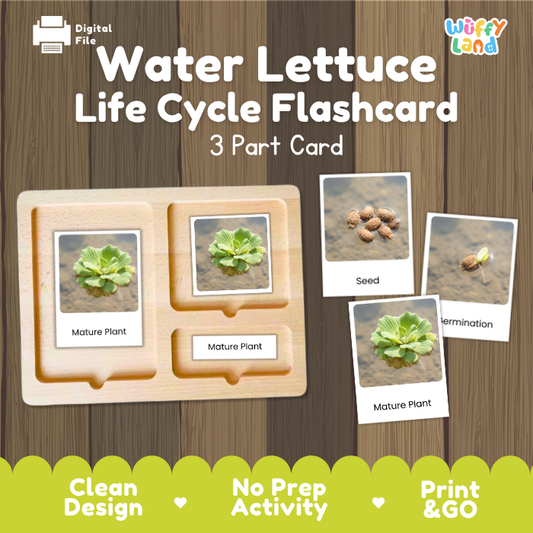 Water Lettuce Life Cycle Flashcard 3 Part Card Science Printable Activity