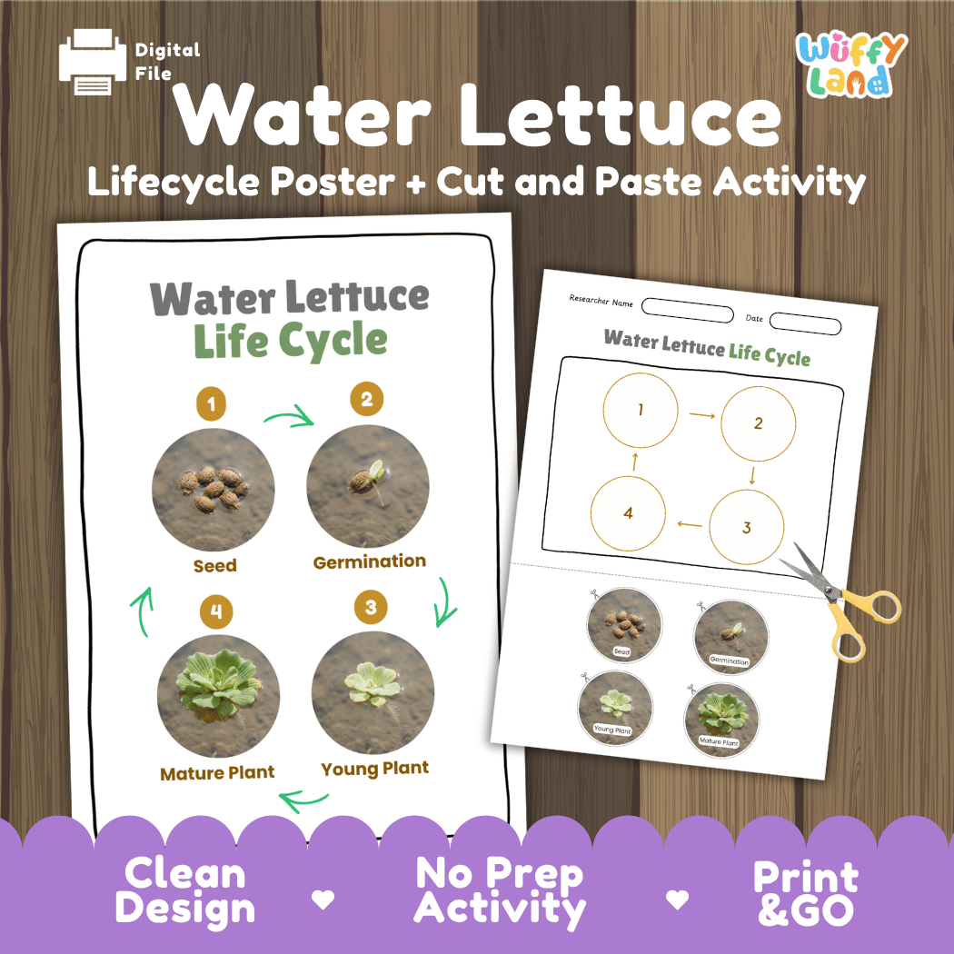 Water Lettuce Life Cycle Poster and Cut and Paste Activity Worksheets