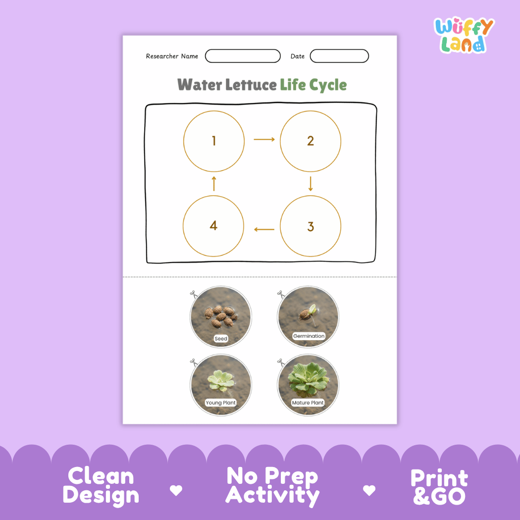 Water Lettuce Life Cycle Poster and Cut and Paste Activity Worksheets