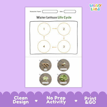 Water Lettuce Life Cycle Poster and Cut and Paste Activity Worksheets