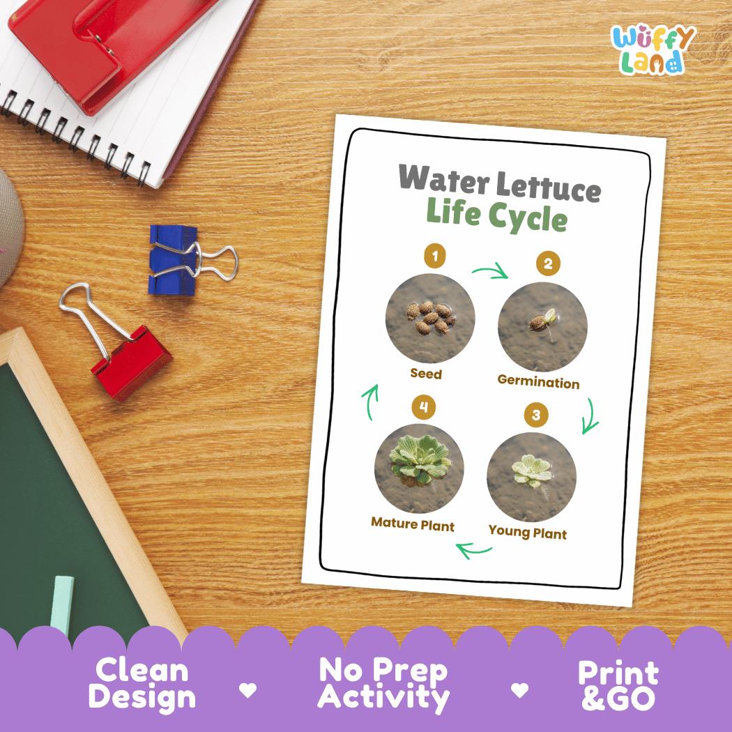 Water Lettuce Life Cycle Poster and Cut and Paste Activity Worksheets