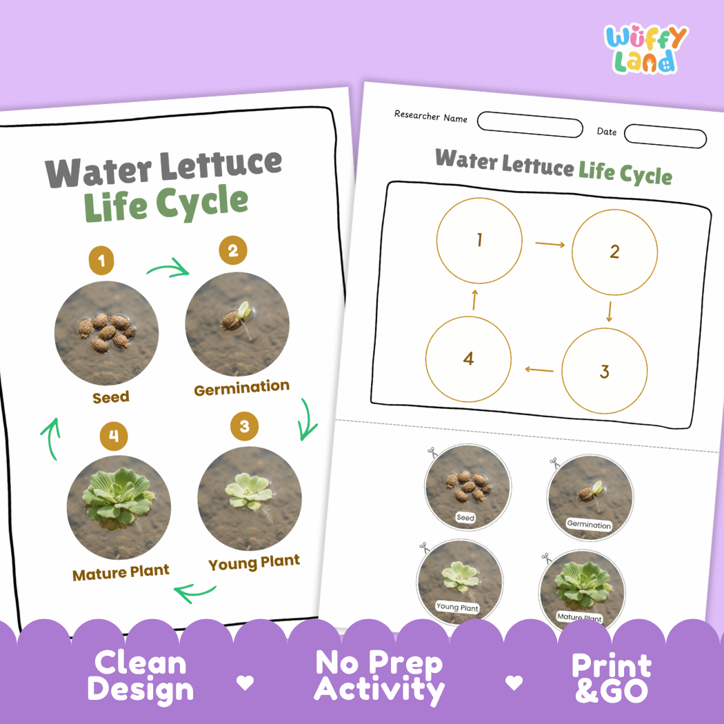 Water Lettuce Life Cycle Poster and Cut and Paste Activity Worksheets