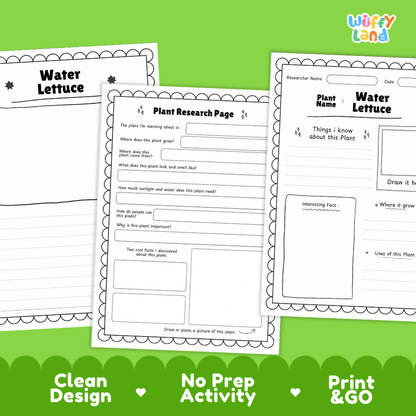 Three printable worksheet pages for plant research about water lettuce, shown on a bright green background with the brand name Wiffi Land in the top right. The pages are white with black text and border lines, and the bottom has green banners with the text 'Clean Design', 'No Prep Activity', and 'Print & GO'.