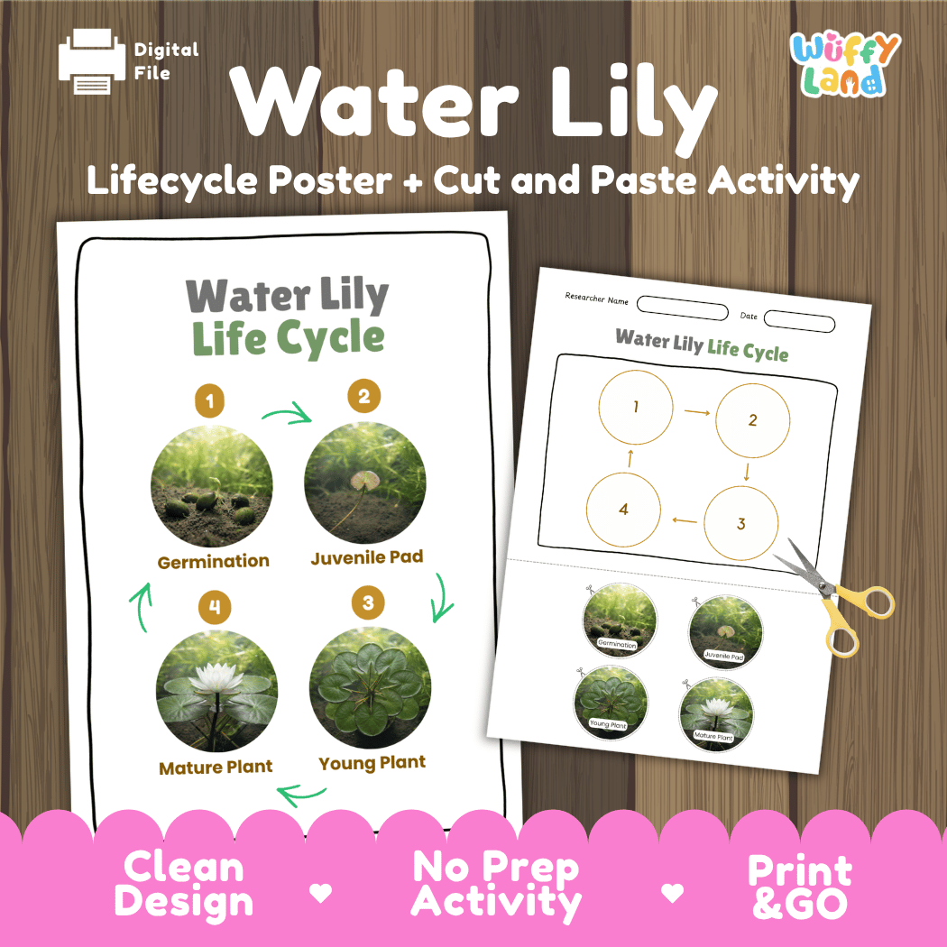 Water Lily Life Cycle Poster and Cut and Paste Activity Worksheets