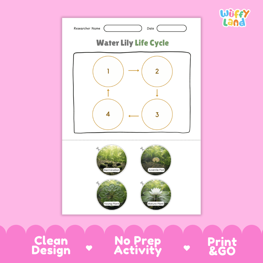 Water Lily Life Cycle Poster and Cut and Paste Activity Worksheets