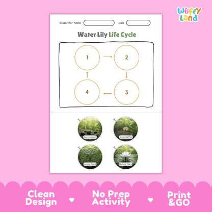 Water Lily Life Cycle Poster and Cut and Paste Activity Worksheets