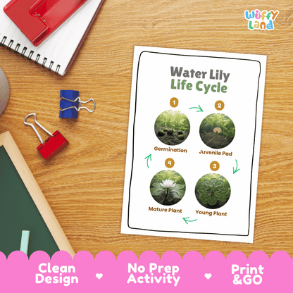 Water Lily Life Cycle Poster and Cut and Paste Activity Worksheets