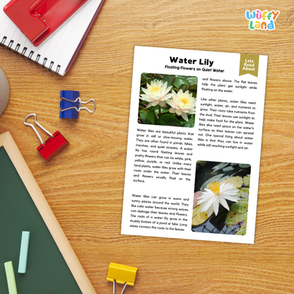 Water Lily Plant Reading Passages and Comprehension Questions Worksheets