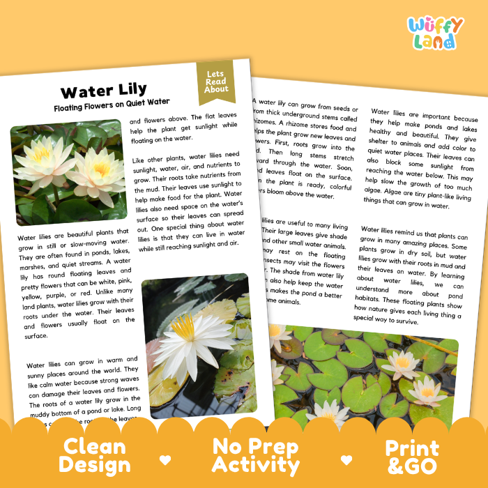 Water Lily Plant Reading Passages and Comprehension Questions Worksheets
