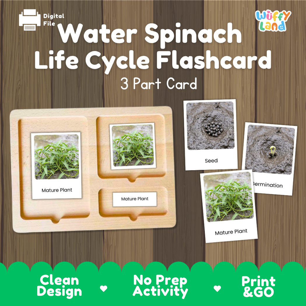 Water Spinach Life Cycle Flashcard set by Wiffy Land, featuring a wooden 3-part card tray with photos of the spinach life cycle stages on a wood-grain background.