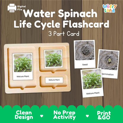 Water Spinach Life Cycle Flashcard set by Wiffy Land, featuring a wooden 3-part card tray with photos of the spinach life cycle stages on a wood-grain background.