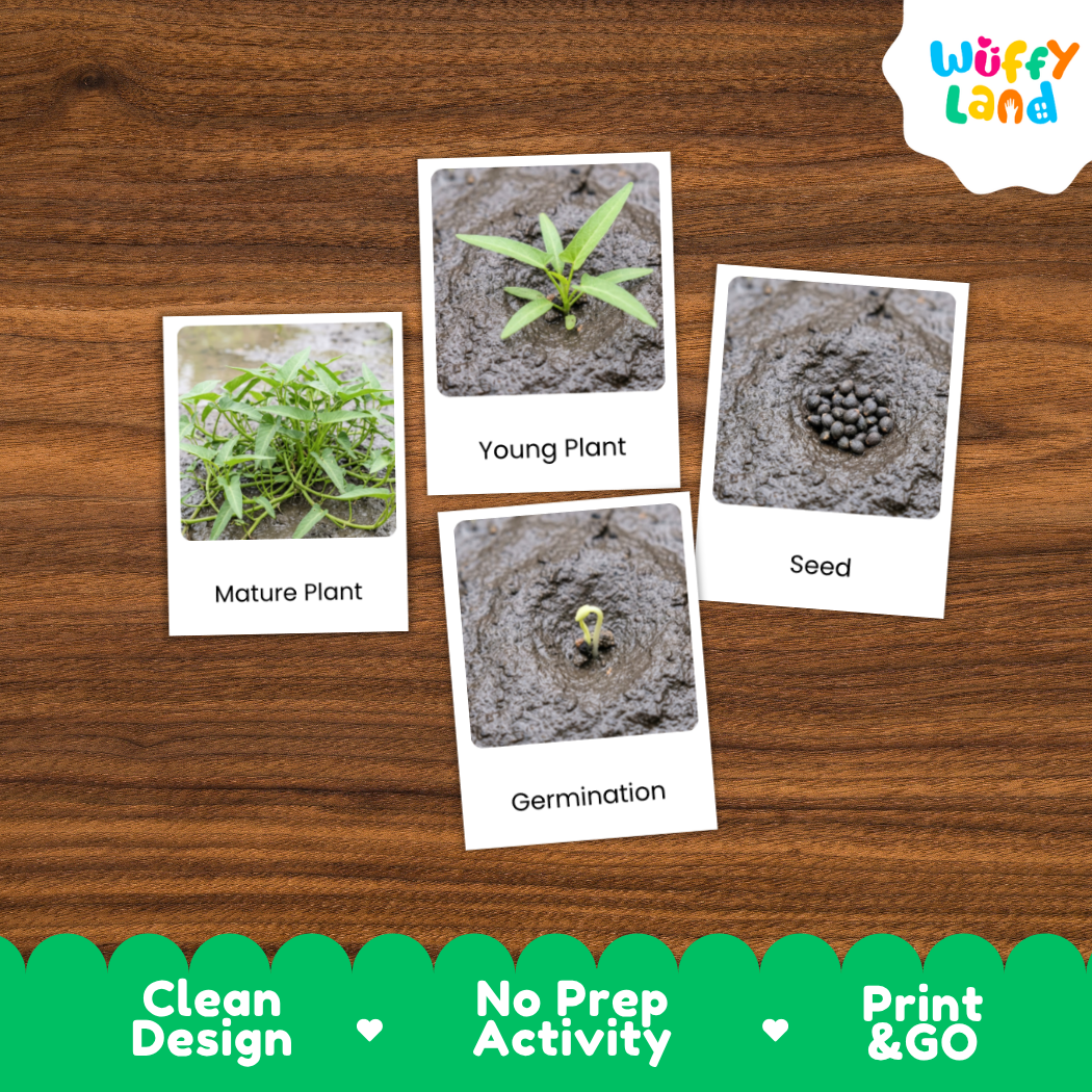 Four educational plant germination cards labeled Mature Plant, Young Plant, Seed, and Germination, arranged on a brown wood-grain background. A white cloud logo for 'Wuffy Land' appears in the top right, and a green banner at the bottom reads 'Clean Design', 'No Prep Activity', and 'Print & GO'.