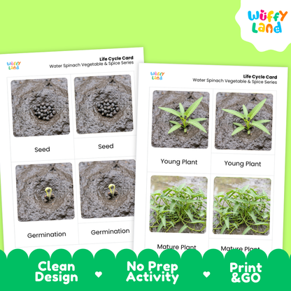 Two educational life cycle cards for water spinach vegetables and spices by Wiffly Land, displayed on a bright green background with a decorative green banner at the bottom highlighting key features.