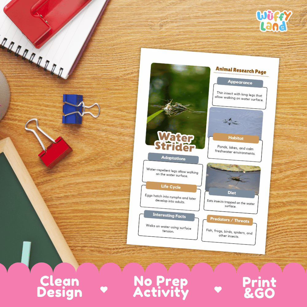 Water Strider Animal Research Worksheets and Informational Fact Sheets