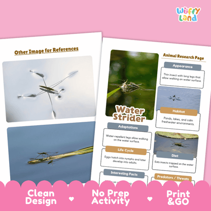 Water Strider Animal Research Worksheets and Informational Fact Sheets