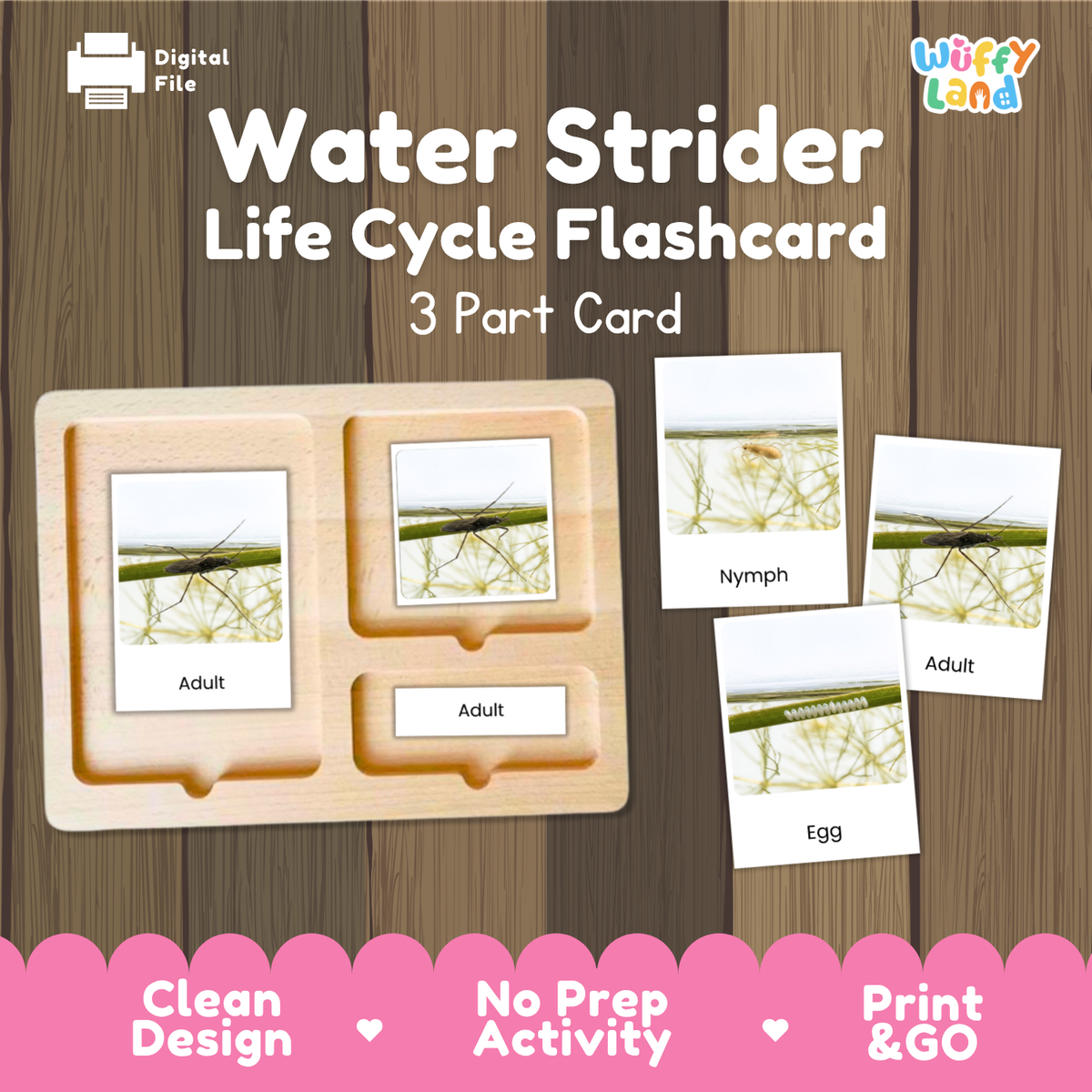 Water Strider Life Cycle Flashcards | 3 Part Cards Biology Activity