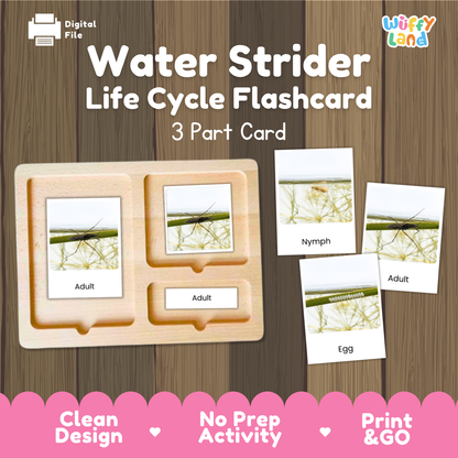 Water Strider Life Cycle Flashcards | 3 Part Cards Biology Activity