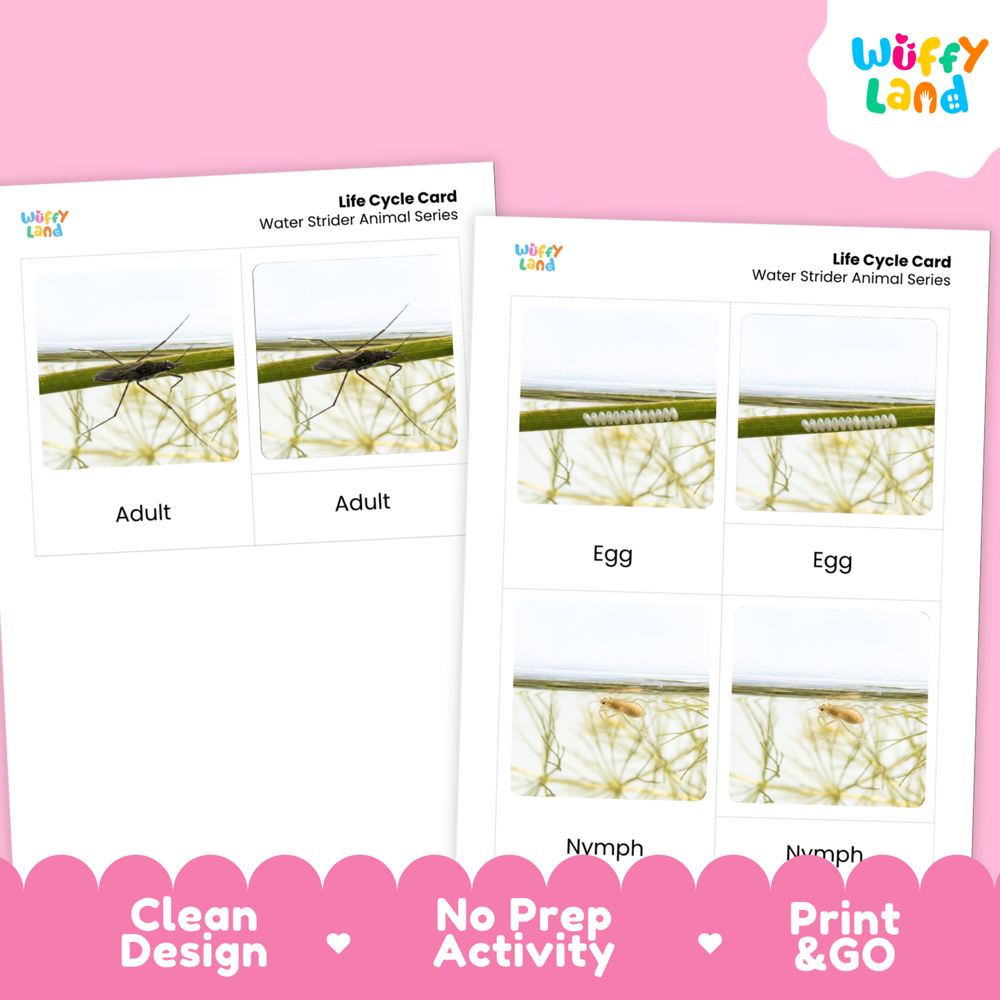 Water Strider Life Cycle Flashcards | 3 Part Cards Biology Activity
