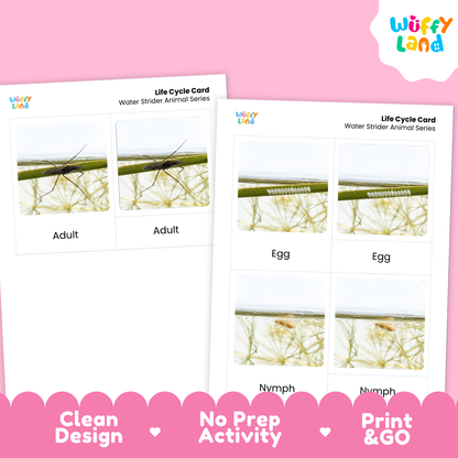 Water Strider Life Cycle Flashcards | 3 Part Cards Biology Activity