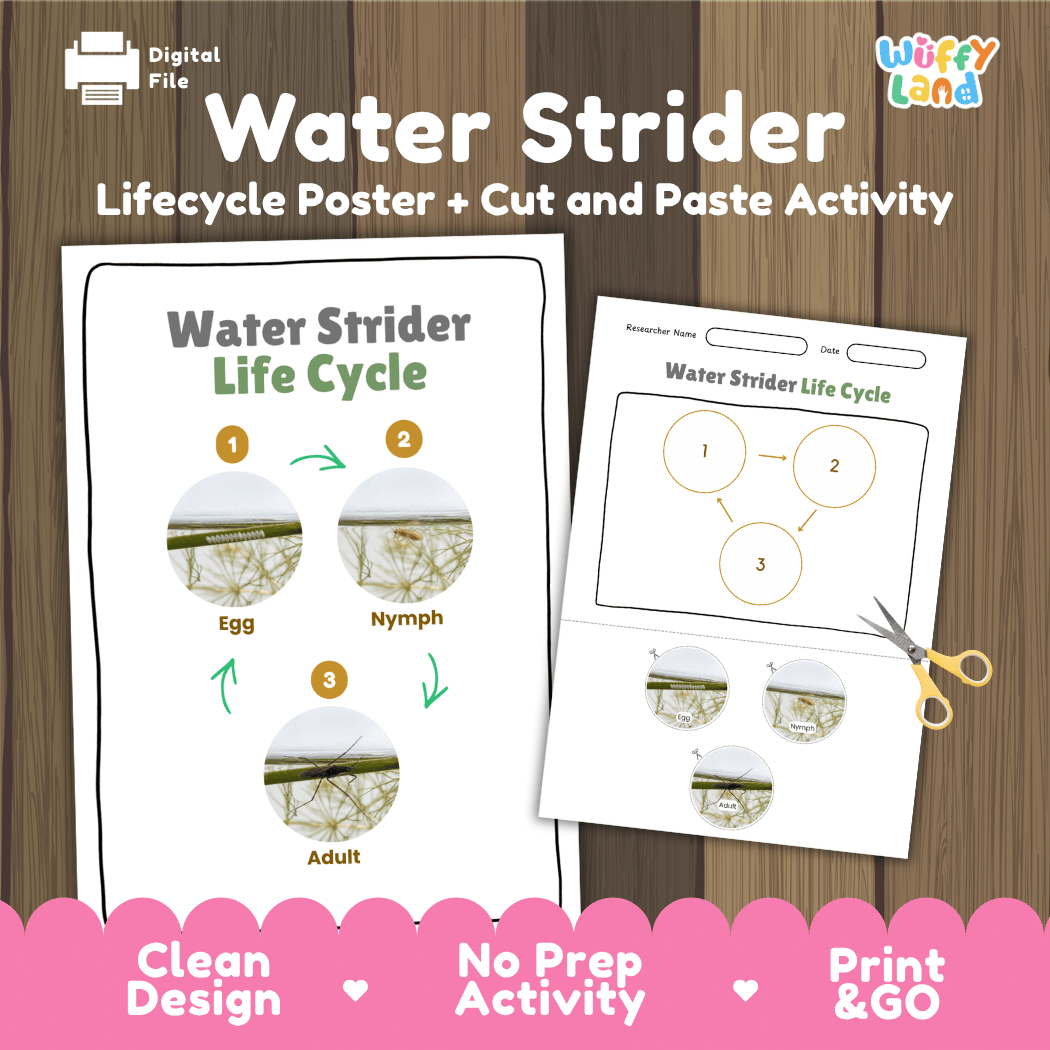 Water Strider Life Cycle Poster and Cut and Paste Activity Worksheet