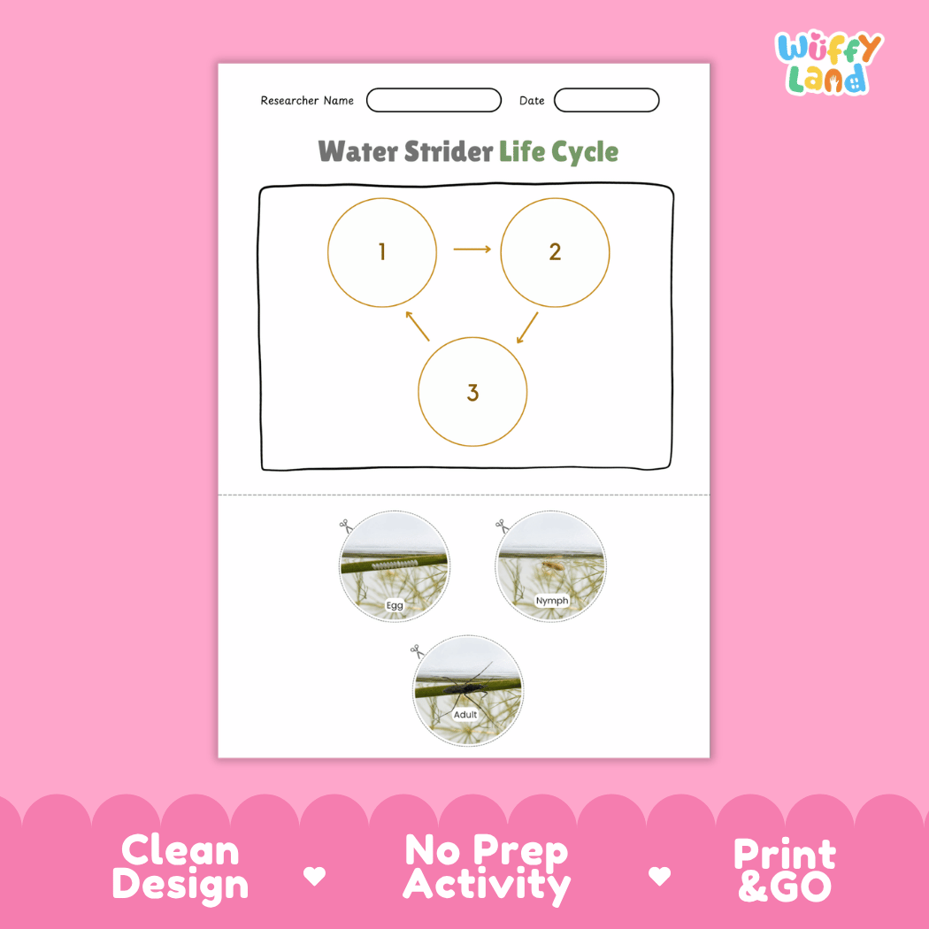Water Strider Life Cycle Poster and Cut and Paste Activity Worksheet