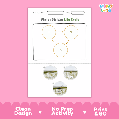 Water Strider Life Cycle Poster and Cut and Paste Activity Worksheet